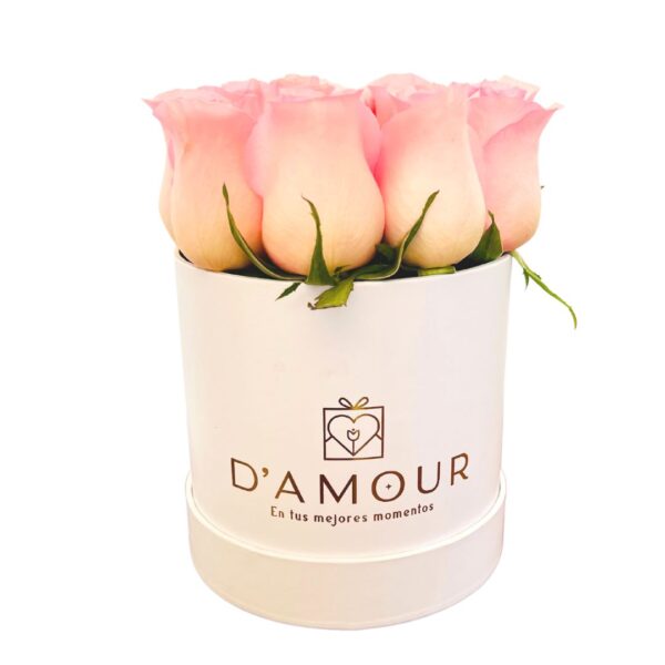Box de 12 Rosas Rosado Bebe