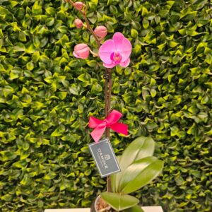 Orquídea de una vara rosada