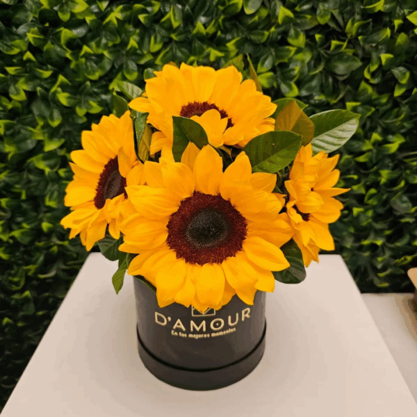 Box de girasoles